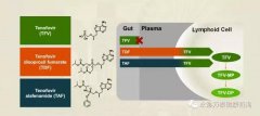 替诺福韦艾拉酚胺(TAF)III期研究结果揭示：96周无耐药，病毒抑制强